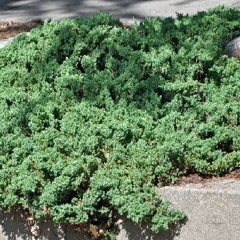 Можжевельник лежачий Juniperus procumbens 'Nana'